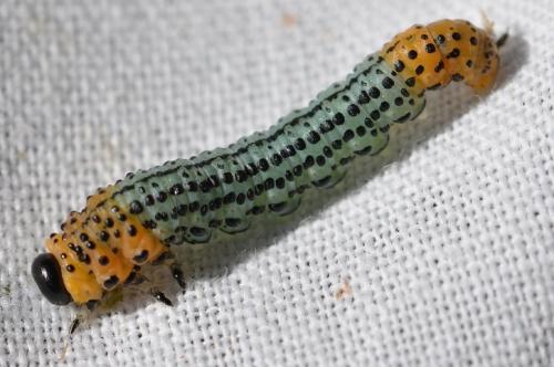 Euura salicis